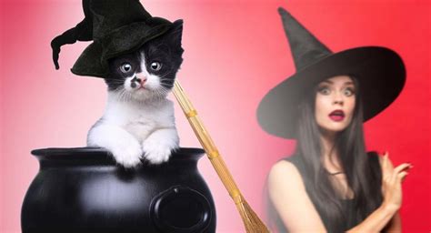 Unveiling the Personality Traits of Orange Witch Cats